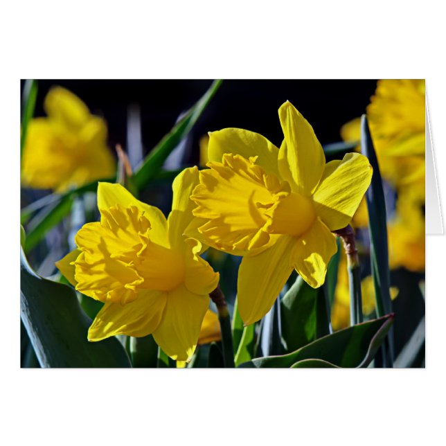 黄色い仲間 (正面横)