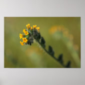 黄色い仲間 ポスター (正面)