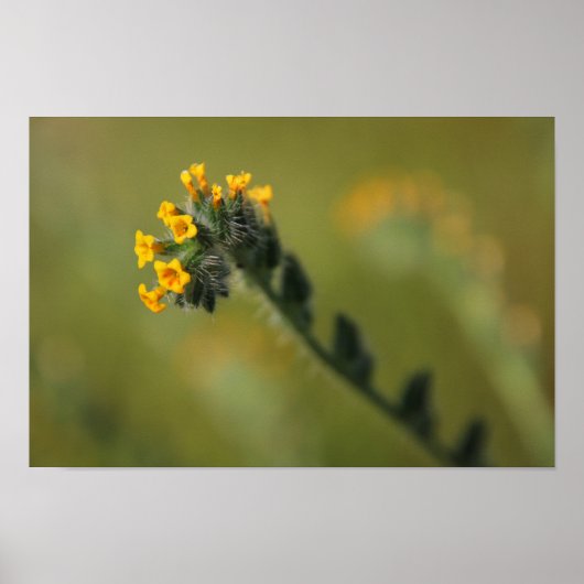 黄色い仲間 ポスター (正面)