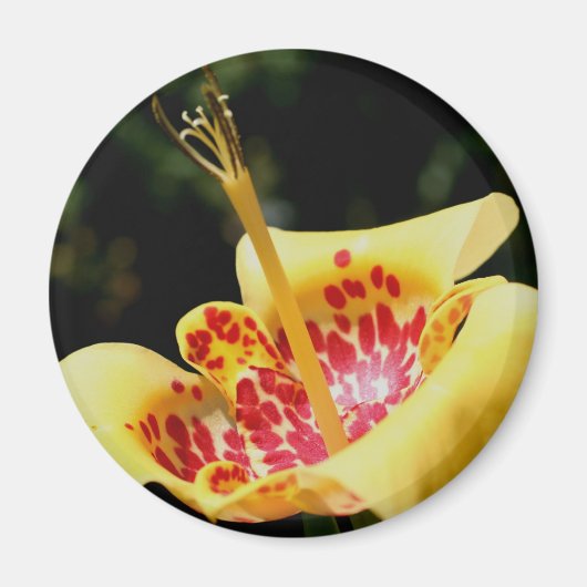 黄色い斑点のあるユリの花の写真 マグネット (正面)