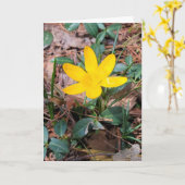 黄色い春のクロッカス 想い出 カード (黄色い花)