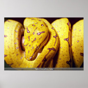 黄色い木のPython、ベビー ポスター