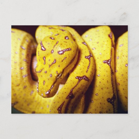 黄色い木のPython、ベビー ポストカード (正面)