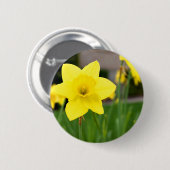 黄色い歓喜春のラッパスイセン 缶バッジ (正面&裏面)