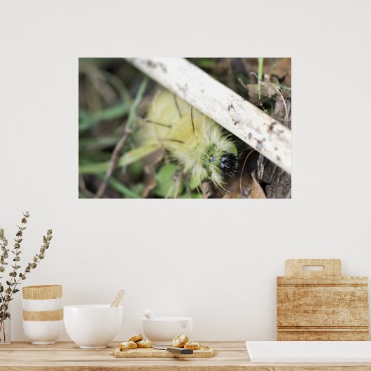 黄色い毛虫 ポスター (キッチン)