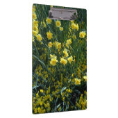 黄色い水仙でいっぱいの庭 クリップボード (右)