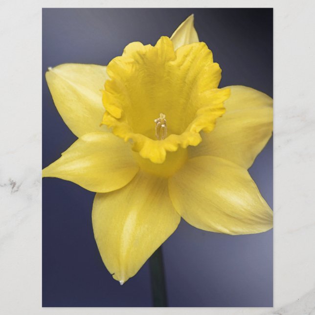黄色い水仙の花フローラの絵を描水色 (正面)