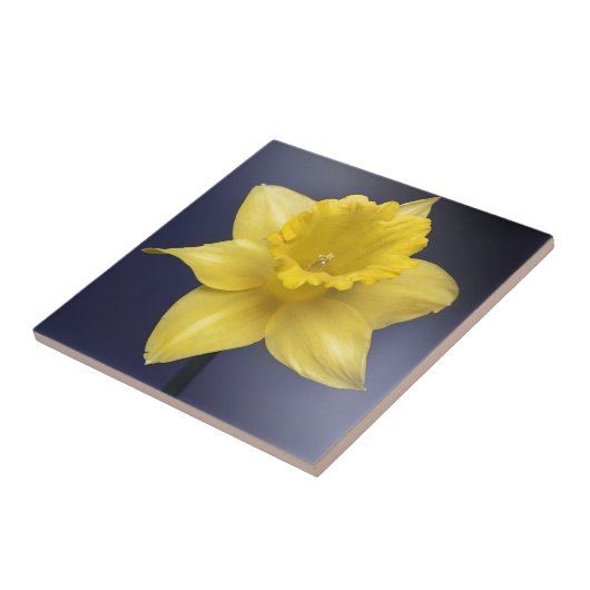黄色い水仙の花フローラの絵を描水色 タイル (側面)