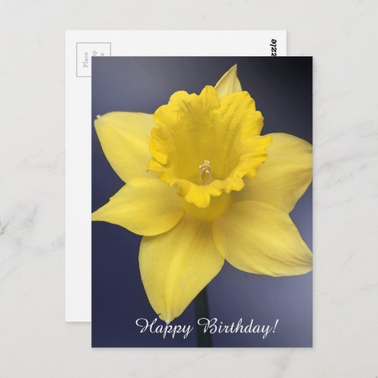 黄色い水仙の花フローラの絵を描水色 ポストカード (正面/裏面)