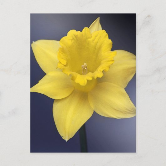 黄色い水仙の花フローラの絵を描水色 ポストカード (正面)