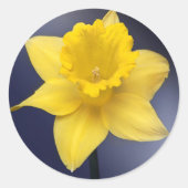黄色い水仙の花フローラの絵を描水色 ラウンドシール (正面)