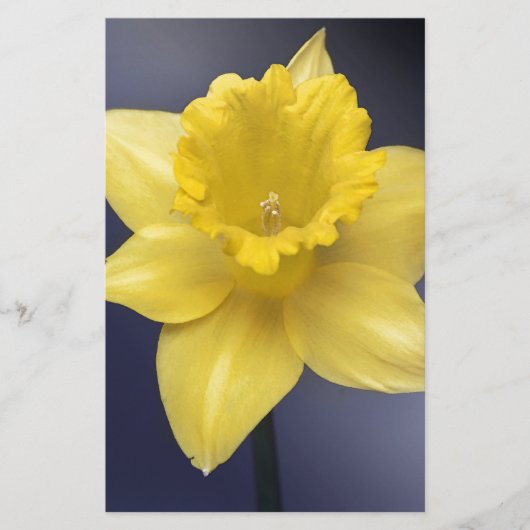 黄色い水仙の花フローラの絵を描水色 便箋 (正面)