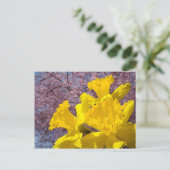 黄色い水仙の花 はがき 木の花 (スタンド正面)