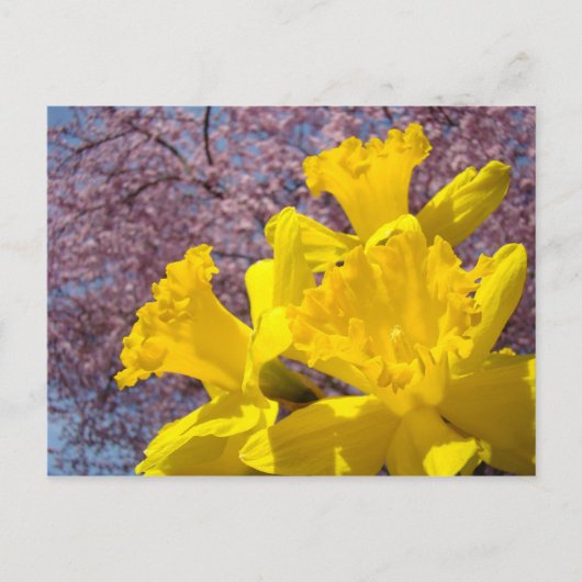 黄色い水仙の花 はがき 木の花 (正面)