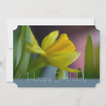黄色い水仙の花CC0744ハッピーバースデー