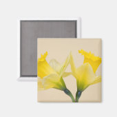 黄色い水仙 マグネット (正面/裏面)