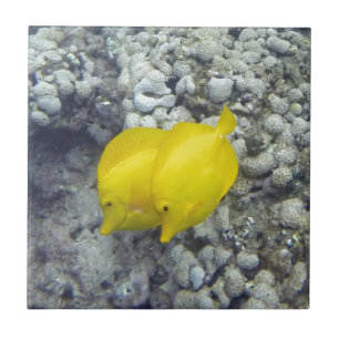 黄色い独特の味の魚 タイル