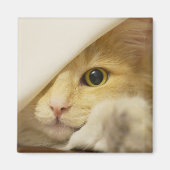 黄色い猫が覗き見ている マグネット (正面)