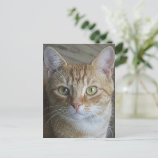 黄色い猫 ポストカード (スタンド正面)