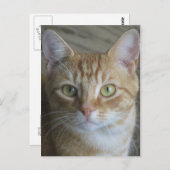 黄色い猫 ポストカード (正面/裏面)