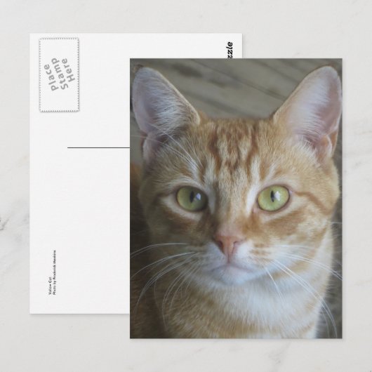 黄色い猫 ポストカード (正面/裏面)