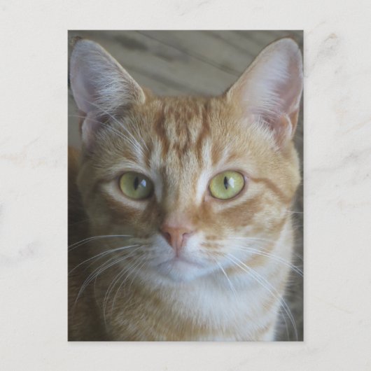 黄色い猫 ポストカード (正面)
