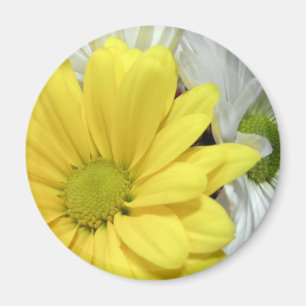 黄色い白いデイジーのデイジーの花によっては写真が開花します マグネット