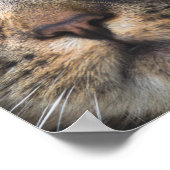 黄色い目の猫のクローズアップ ポスター (角)