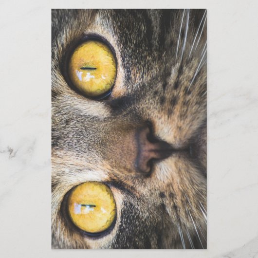 黄色い目の猫のクローズアップ 便箋 (正面)