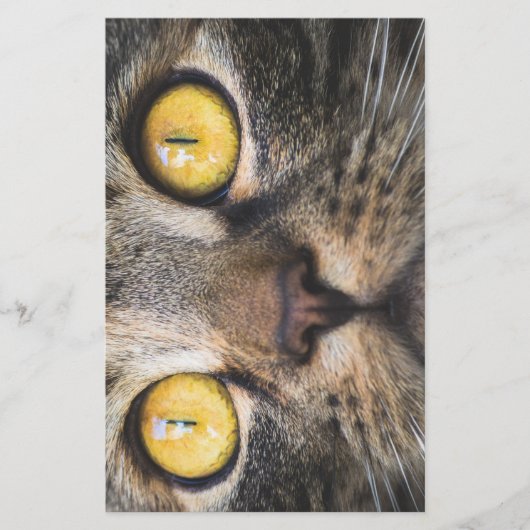 黄色い目の猫のクローズアップ 便箋 (正面)