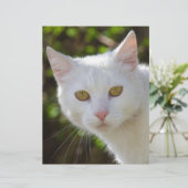 黄色い目をした白猫 (スタンド正面)