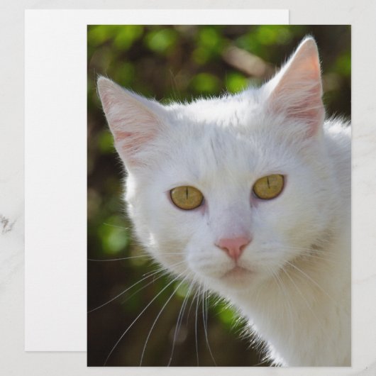 黄色い目をした白猫 (正面/裏面)