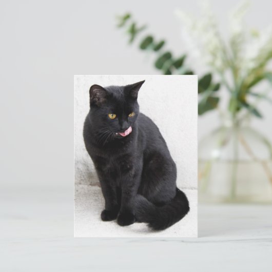 黄色い目をした黒猫が唇をなめる ポストカード (スタンド正面)