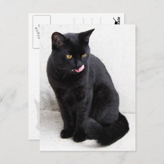 黄色い目をした黒猫が唇をなめる ポストカード (正面/裏面)