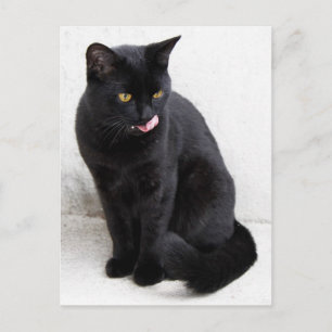 黄色い目をした黒猫が唇をなめる ポストカード