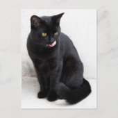 黄色い目をした黒猫が唇をなめる ポストカード (正面)