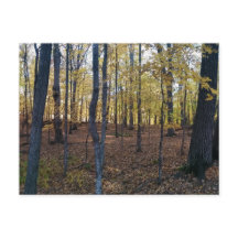 黄色い秋のはがき