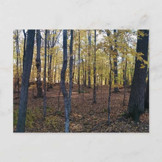 黄色い秋のはがき ポストカード (正面)