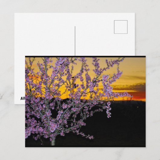 黄色い空のピンクの杏の花 ポストカード (正面/裏面)