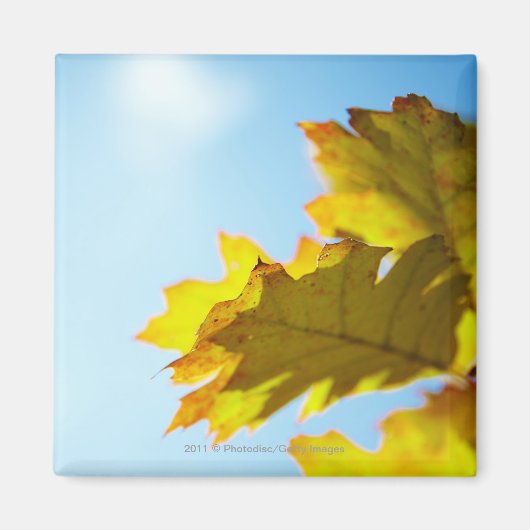 黄色い紅葉のクローズアップ マグネット (正面)