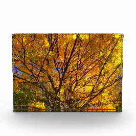 黄色い紅葉 フォトブロック