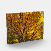 黄色い紅葉 フォトブロック (左)