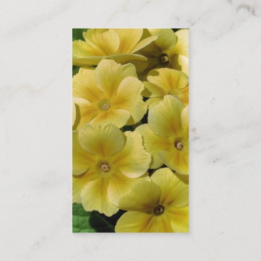 黄色い紫の花 名刺 (裏面)