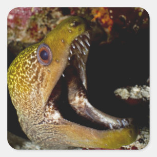 黄色い縁の口を大きく開き、威嚇すること スクエアシール