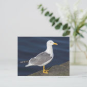 黄色い脚のカモメ ポストカード (スタンド正面)