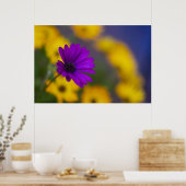 黄色い花に囲まれたパープルのガーベラ ポスター (キッチン)