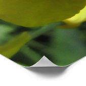 黄色い花のヒゲムシ ポスター (角)