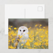 黄色い花のフィールドにバームフクロウ写真はがき ポストカード (正面/裏面)