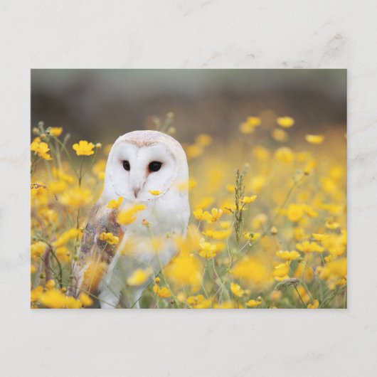 黄色い花のフィールドにバームフクロウ写真はがき ポストカード (正面)
