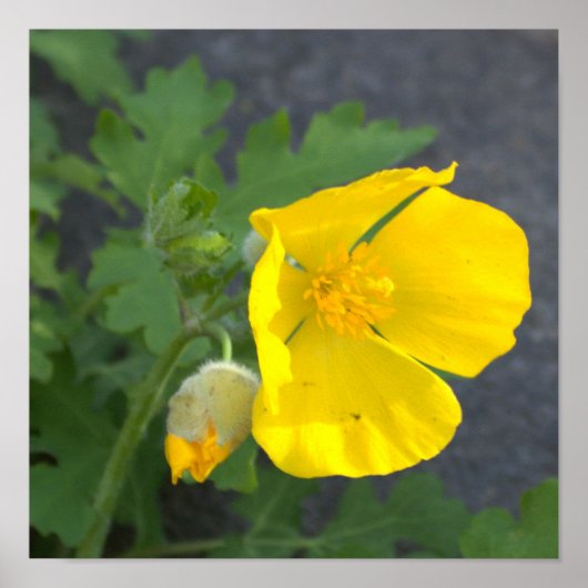 黄色い花のポスター ポスター (正面)